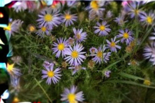100 Purple Aster Seeds – Macheranthera bigelovii – Bigelows Tansyaster – Native Wildflower – Drought Tolerant
