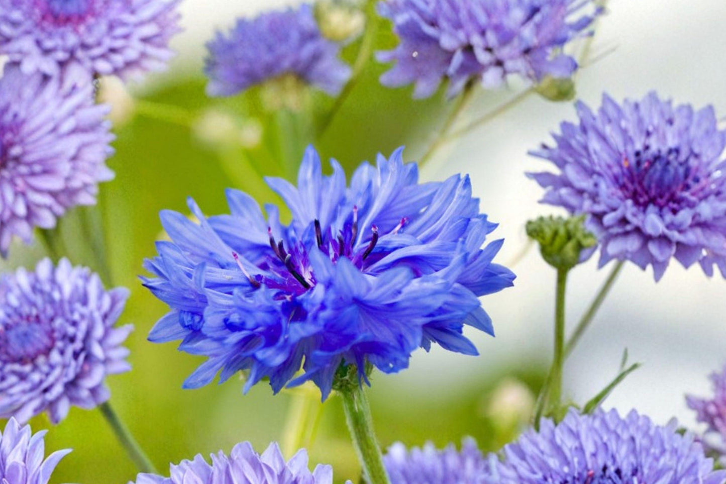 100 Blue Bachelors Button Seeds – Centaurea cyanus – Cornflower – Annual Blue Wildflower