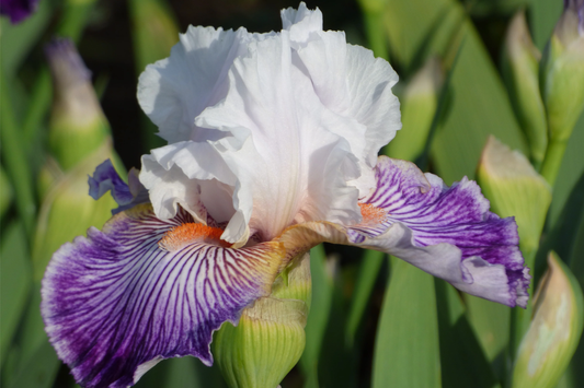 Crows Feet Iris Plant - Quart Pot | Fragrant Purple & White Blooms | Perennial | Deer-Resistant | Hardy Zones 3-10 | 27" Tall