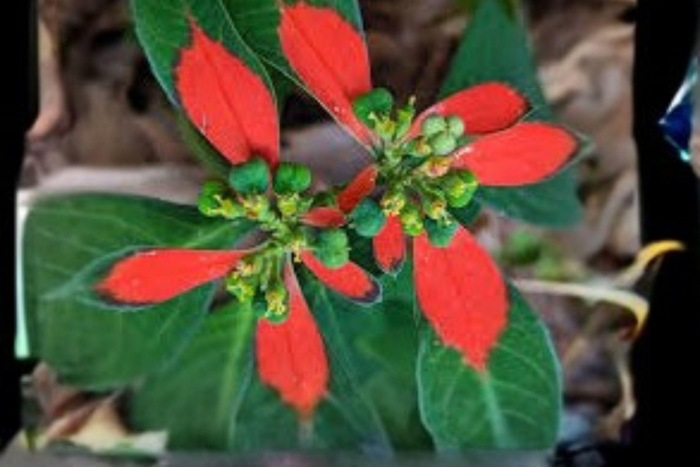 10 Seeds for Planting Fire-on-the-Mountain – Euphorbia Cyathophora, Annual Ornamental Plant with Red-Green Bracts