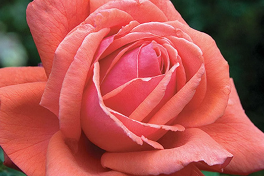 Fragrant Cloud Rose Plant - 1.5 Gal Hybrid Tea | Large Coral Red Flowers | Strong Honey Fragrance | 5" Blooms |