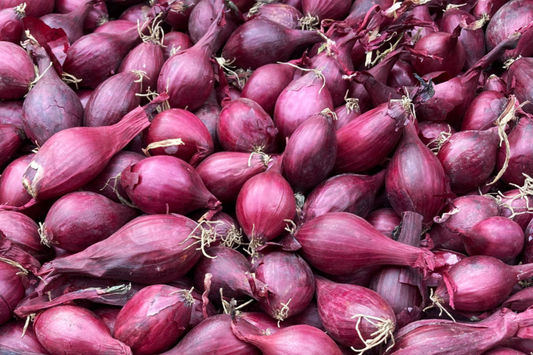 Red Onion Sets - 8 oz. (40-60 Bulbs) | Naturally Grown, Non-GMO | Red Baron Variety | Long-Day, Storage Onion |