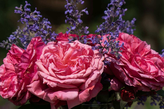 Loves Me Loves Me Not Rose - 5' Tall | Fragrant Deep Pink Hybrid Tea | 1.5 Gal Pot | 200+ Petals | Reblooming, Own-Root | Zones 5-10