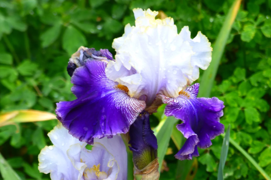 Slovak Prince Iris - 36" Tall | Fragrant Purple, White & Gold Flowers | Quart Pot | Perennial, Deer-Resistant | Zones 3-10