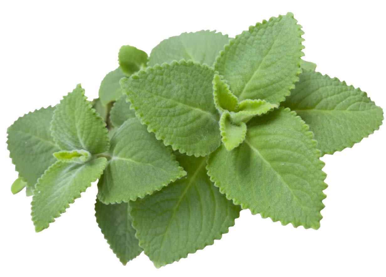 Cuban Oregano Plant Organic 5-7” – Well Rooted | Indian Borage | Plectranthus Amboinicus Live Herb for Cooking & Medicinal Use