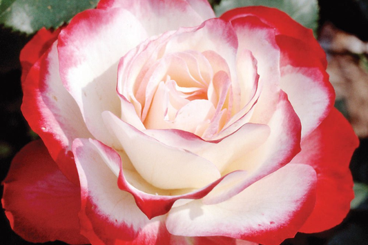 Cherry Parfait Rose - 1.5 Gal Pot | Fragrant Red & White Grandiflora | Own-Root, Heavy Reblooming | Zones 5-10