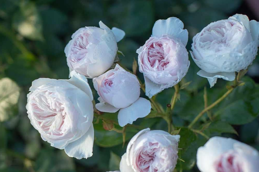 Earth Angel Parfuma Rose - 1.5 Gal Pot | Very Fragrant Blush Pink Peony Blooms | Own-Root Floribunda | Zones 5-10