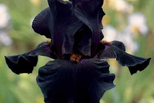 Old Black Magic Iris - Quart Pot | Fragrant Black Flowers | Hardy Perennial | Zones 3-10