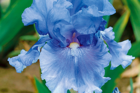 Home of the Blues Bearded Iris - Quart Pot | Fragrant Blue Flowers | Hardy Perennial | Zones 3-10