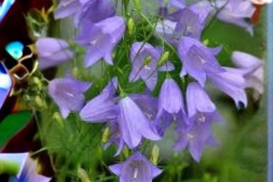 100 Seeds Campanula rotundifolia — Harebells, Delicate Native Perennial for Meadows & Rock Gardens