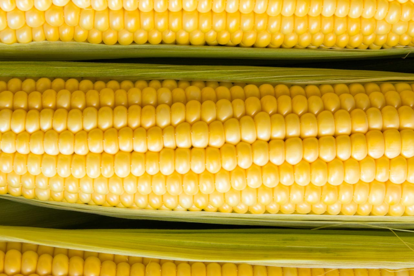 Baby Corn Seeds - Non-GMO Heirloom Fresh Garden Seeds for Pickling - Ideal for Home Gardening & Preserving