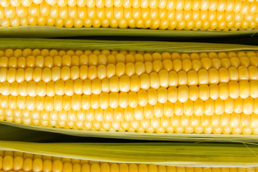 Baby Corn Seeds - Non-GMO Heirloom Fresh Garden Seeds for Pickling - Ideal for Home Gardening & Preserving