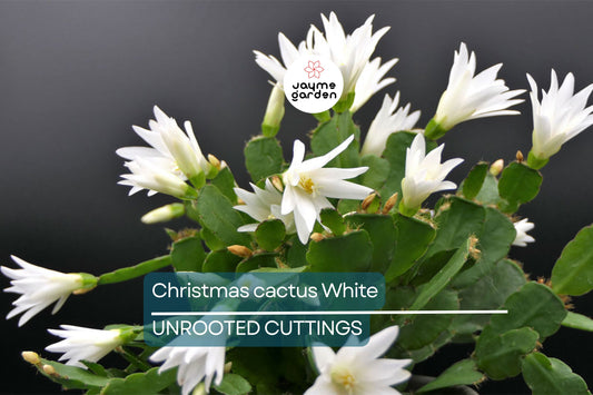 Christmas Cactus Cuttings - 5 Live 4-5" Cuttings, Schlumbergera, White Flowers