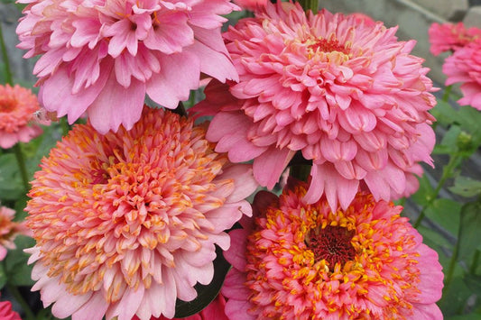 Cupcakes Pink Mix Zinnia Seeds - 100+ Flower Seeds - USA Grown -  - Double Blooms - Cut Flowers - Butterfly Garden