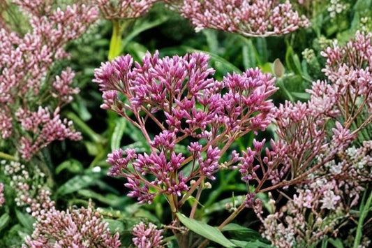 100 Joe Pye Weed Seeds – Eutrochium maculatum – Native Pollinator Flower