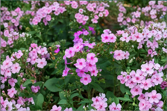 100 Annual Phlox Seeds – Phlox drummondii – Colorful Summer Flower – Pollinator Plant
