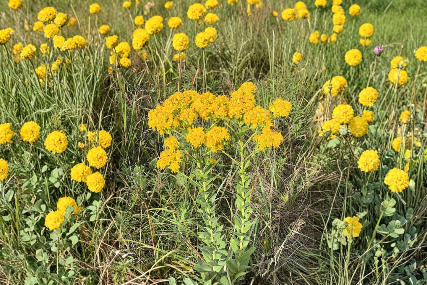 100 Stiff Goldenrod Seeds – Solidago rigida – Native Prairie Wildflower – Pollinator Plant