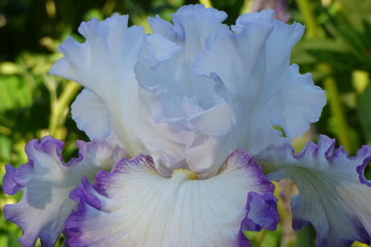 Center Ice Iris Plant - Quart Pot | Large Purple & White Flowers | Hardy Perennial | Zones 3-10