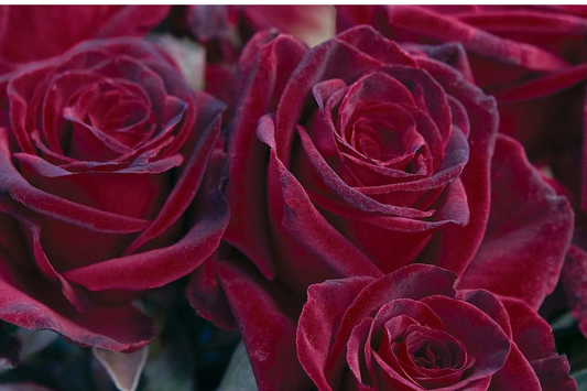 Black Baccara Rose - 1.5 Gal Potted | Deep Burgundy-Black Hybrid Tea | Long-Lasting Cut Flowers | Zones 6-10
