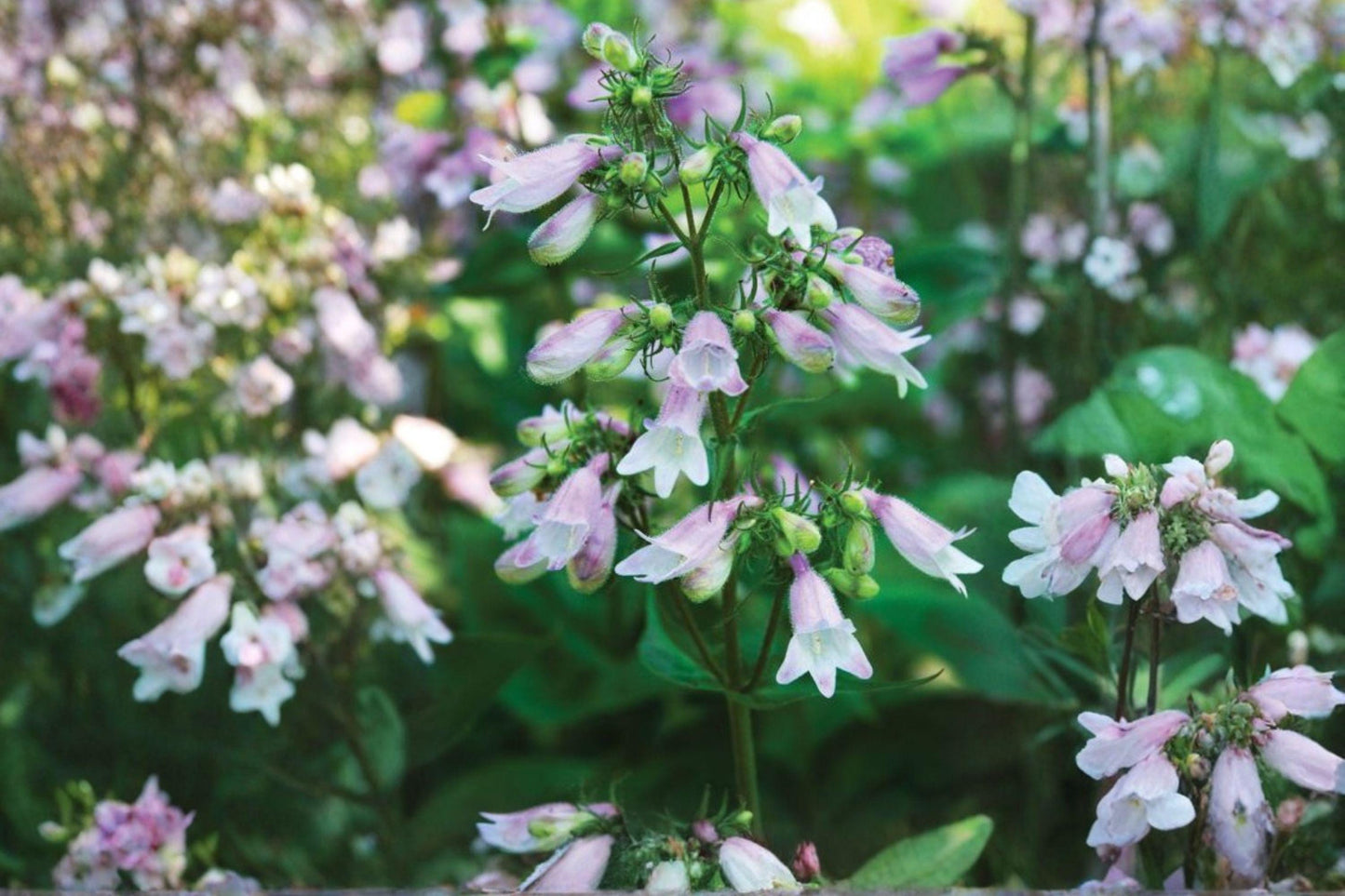 100 Calico Beardtongue Seeds – Penstemon calycosus – Native Wildflower – Pollinator Plant