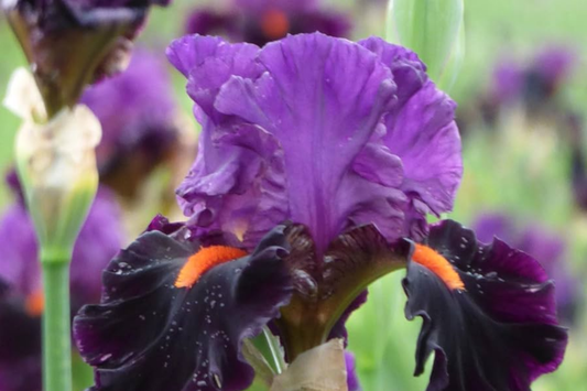 Sharp Dressed Man Iris - Quart Pot | Fragrant Black-Purple Perennial | Deer-Resistant | Drought-Tolerant | Zones 3-10
