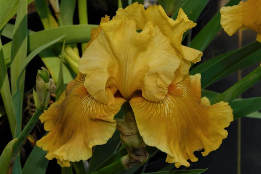 Oregon Firestorm Iris - Quart Pot | Yellow Reblooming Perennial | Deer-Resistant | Drought-Tolerant | Zones 3-10
