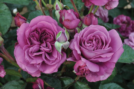 Plum Perfect™ Rose - 1.5 Gal Potted | Purple Double Blooms | Heat & Humidity Tolerant | Own-Root, Reblooming | Zones 5-10