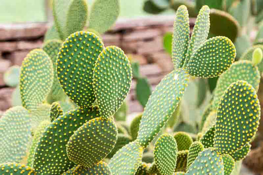 Bunny Ears Cactus Cuttings - Opuntia Microdasys | 7 Fresh Pads | Cute Prickly Pear | Easy to Grow Succulent | Live Unrooted Cactus