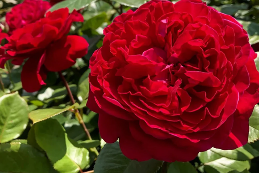 Rouge Royal Rose Plant - 1.5 Gal Potted | Highly Fragrant Red Blooms | Heavy Reblooming Floribunda | Zones 6-10 | Pesticide-Free