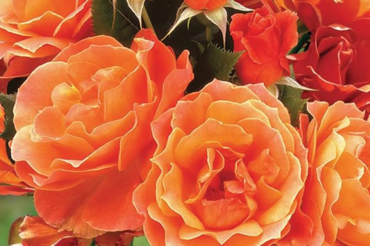 Gingersnap Rose Plant - 1.5 Gal Potted | Bright Orange Reblooming Floribunda | Fragrant & Pesticide-Free | Zones 5-10