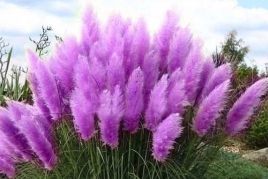 Purple Pampas Grass (Cortaderia selloana) - 4 Live Plugs, 3-5" Tall | Ornamental Grass with Dusty-Purple Plumes