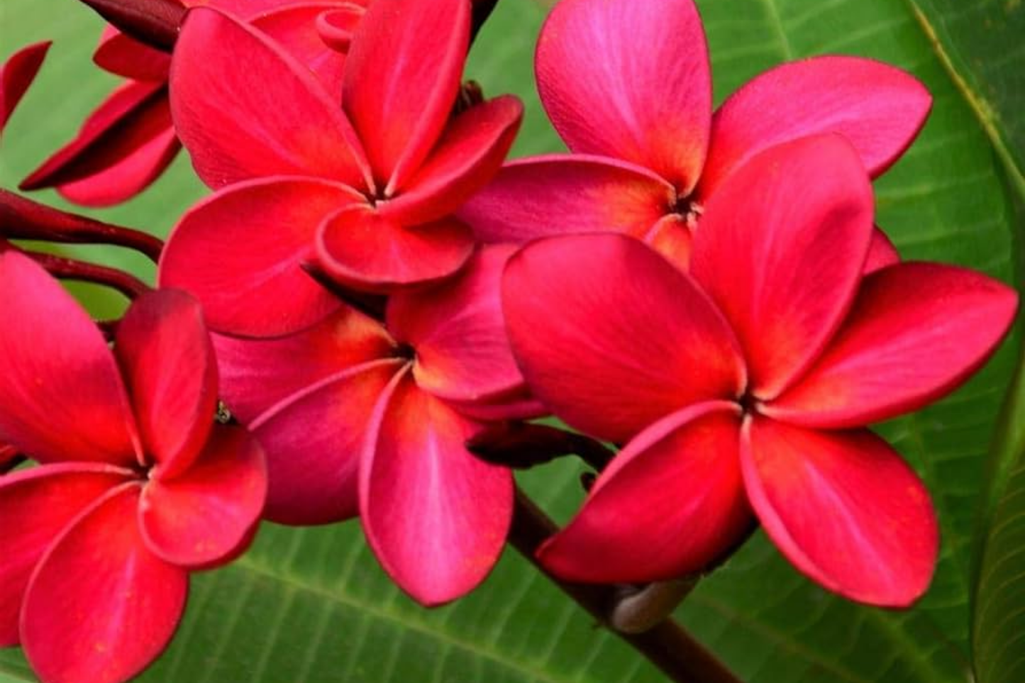 Hawaiian Red Plumeria (Frangipani) 8" Rooted Plant with Leaves - Mavina | Fragrant Tropical Flower Starter