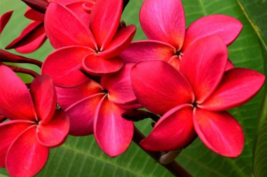Hawaiian Red Plumeria (Frangipani) 8" Rooted Plant with Leaves - Mavina | Fragrant Tropical Flower Starter