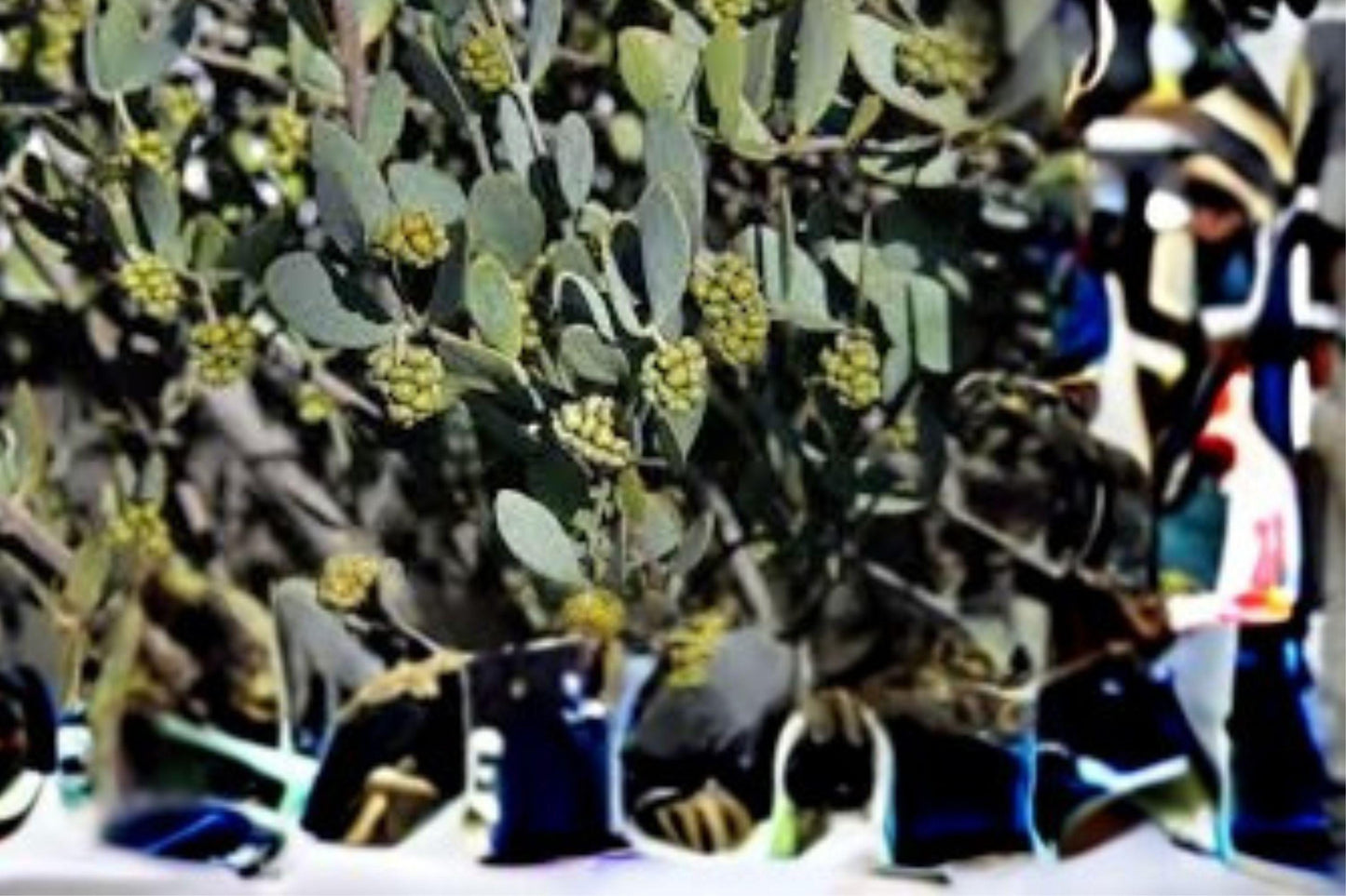 5 Seeds | Jojoba (Simmondsia chinensis) | Desert Shrub | Drought Tolerant Plant | Natural Oil Source