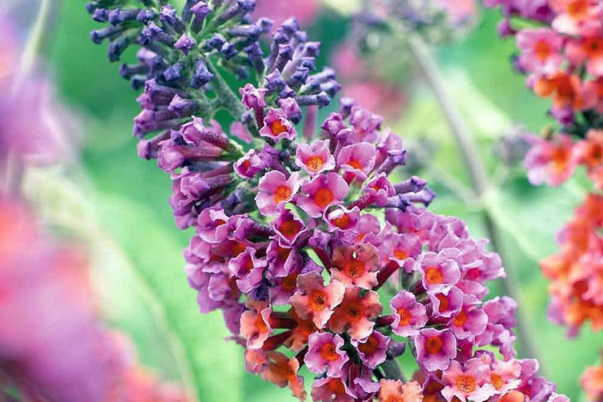 Buddleja Fragrant 2-Pack Bicolor Butterfly Bush Live Plants (Buddleia) | Fast-Growing ...