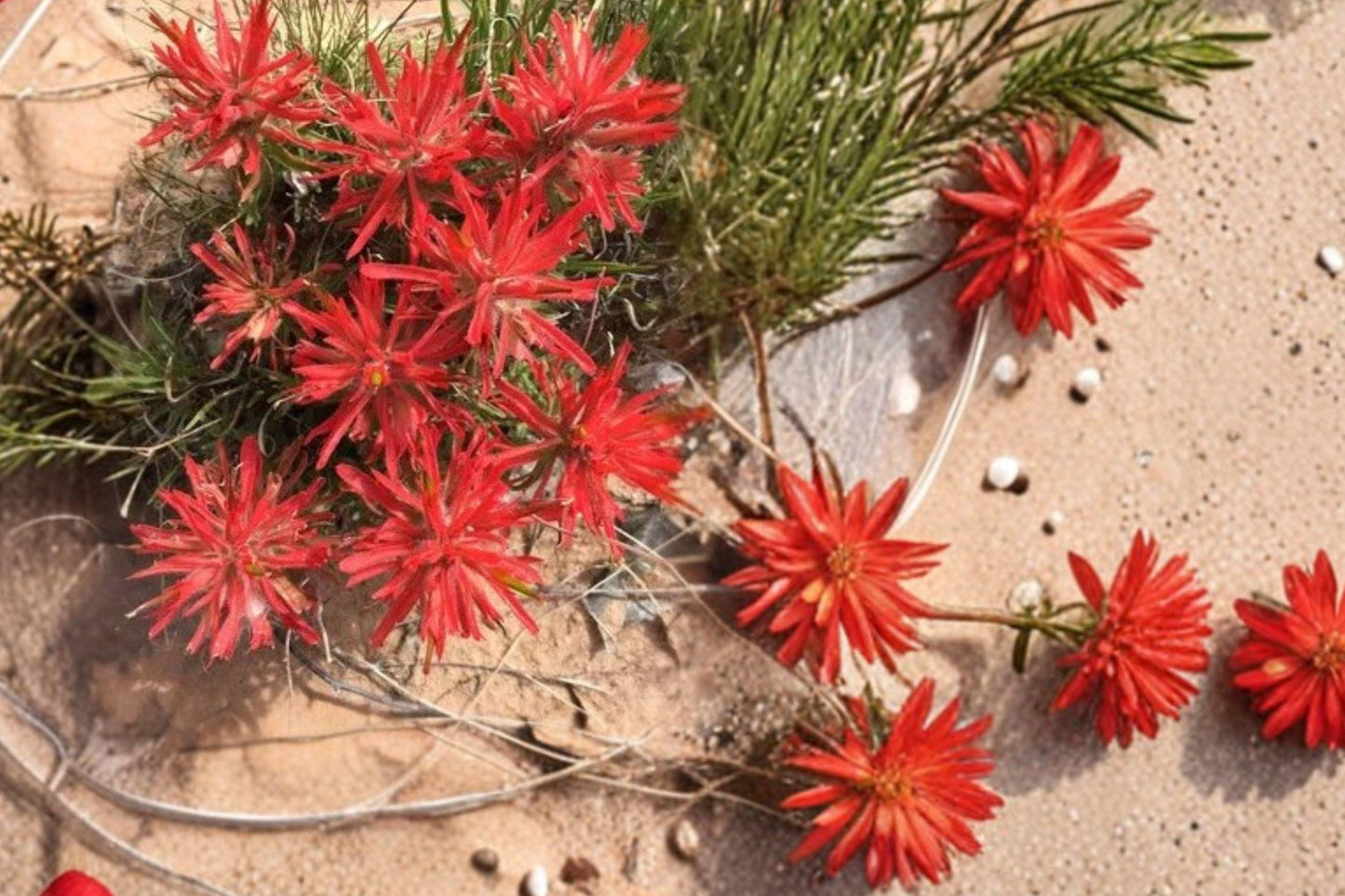 50 Seeds for Planting Castilleja angustifolia v. dubia – Northwestern Indian Paintbrush Wildflower