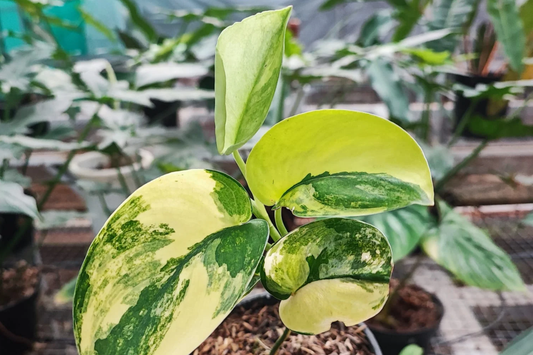 Scindapsus Jade Satin Aurea Rooted Cutting in Prop Cup | Rare Variegated Houseplant with Green & Yellow Foliage