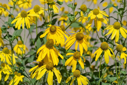 50 Cutleaf Coneflower Seeds – Rudbeckia laciniata ampla – Native Wildflower – Pollinator Plant – Tall Perennial
