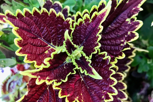 Felix Coleus Rooted Cutting | Vibrant Foliage Starter Plant | Easy Care for Indoor & Outdoor Gardens