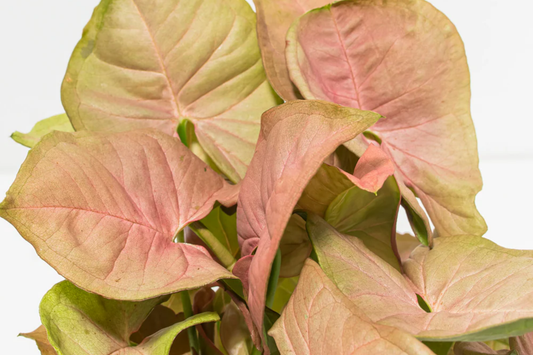 Neon Robusta Pink Syngonium Podophyllum - 6" Arrowhead Vine Philodendron Starter Cutting, Easy Houseplant