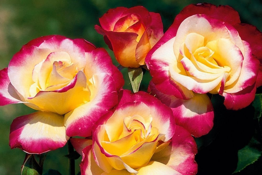 Large Fragrant Double Delight Rose - 5 Stems for Planting, Ornate Blooms, Long Stems, Perfect for USA Garden