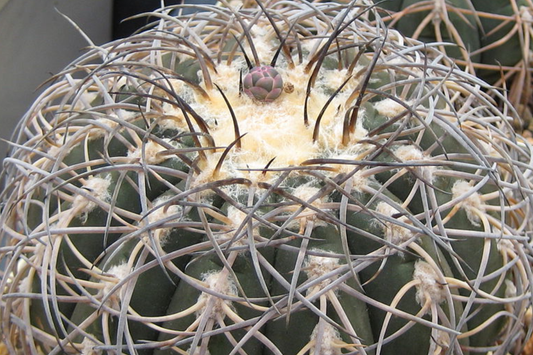 Gymnocalycium spegazzinii armatum Cactus - Live Succulent Plant, 3-4 cm Tall, Rare, Hardy, Beautiful Twisted Spines