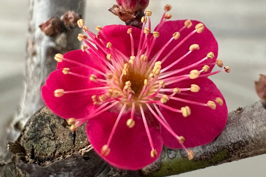 SUPER RARE Bonsai Red Apricot - 3 Fresh Cuttings for Rooting or Grafting (Mai Do) - Exotic, Hardy, Perfect for Bonsai