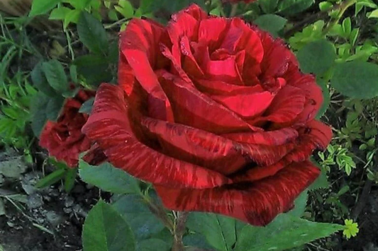 SUPER RARE Red Intuition Grandiflora Rose - 3 Unrooted Cuttings for Rooting or Grafting - Vibrant Blooms, Easy to Grow