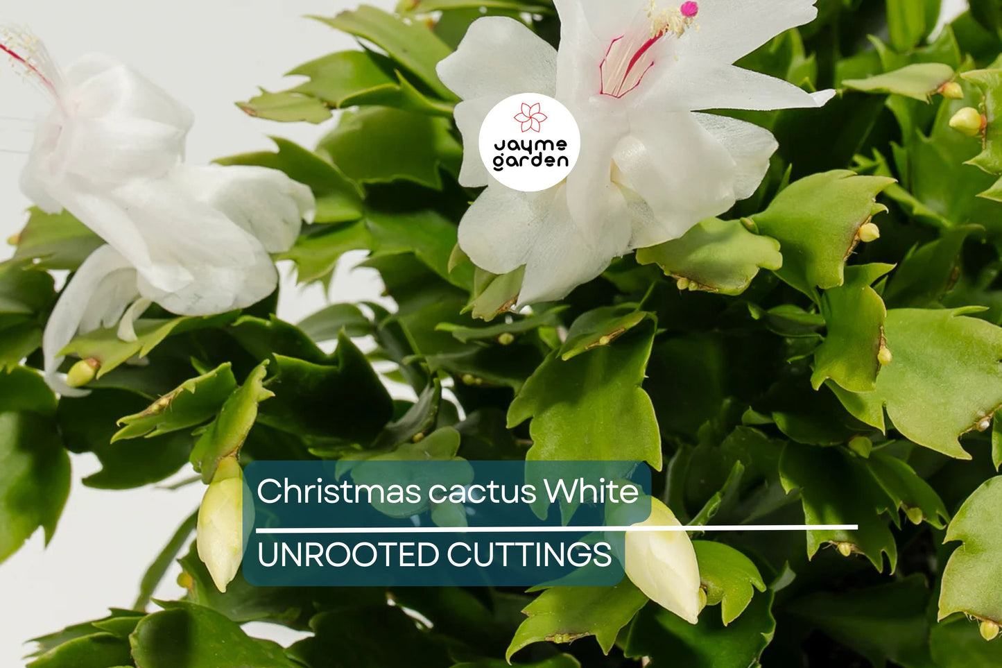 Christmas Cactus Cuttings - 5 Live 4-5" Cuttings, Schlumbergera, White Flowers