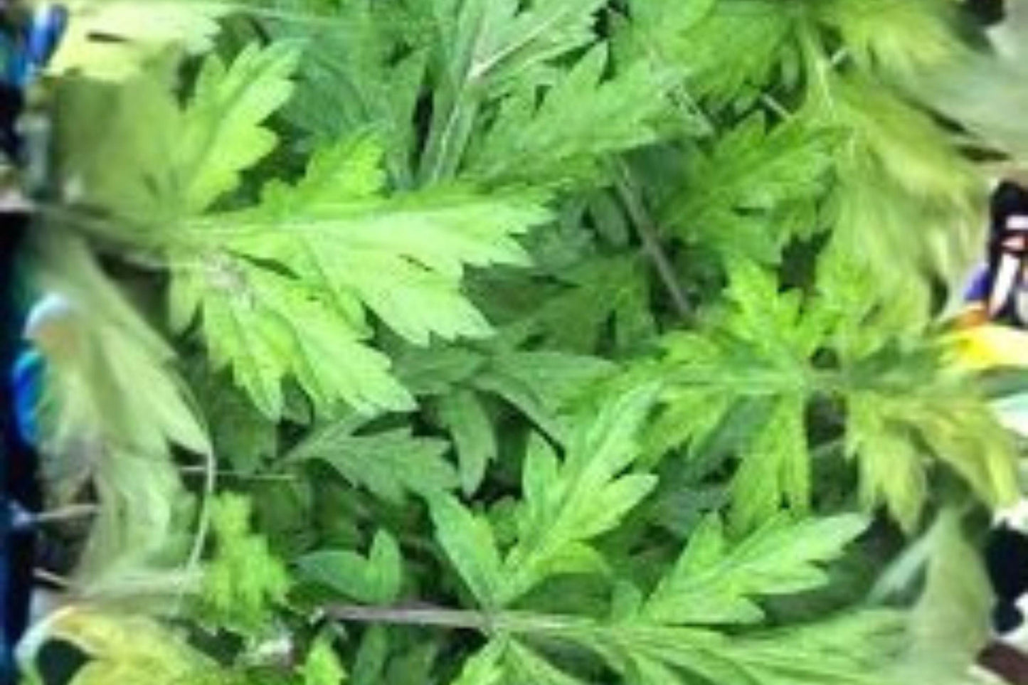 Yomogi Mugwort Herb Seeds - Artemisia princeps - Aromatic Perennial