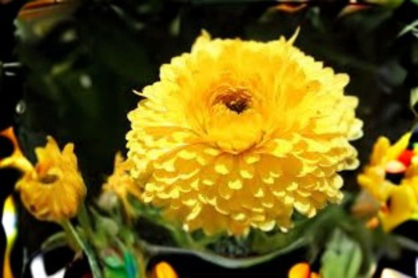 Calendula Seeds: Pacific Beauty Yellow, Annual Pollinator Flower (300 mg)