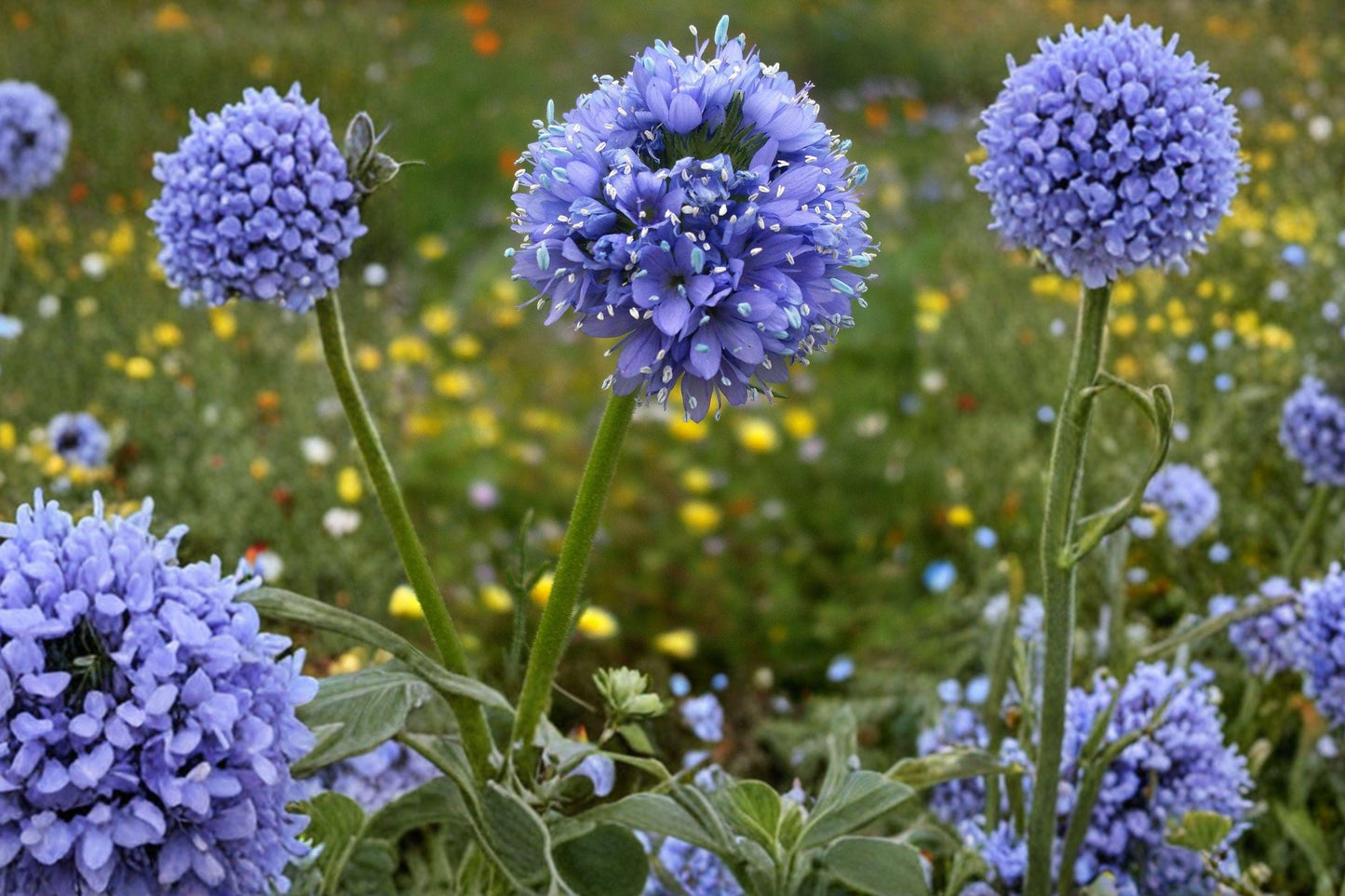 100 Globe Gilia Seeds – Blue Wildflower, Pollinator Plant