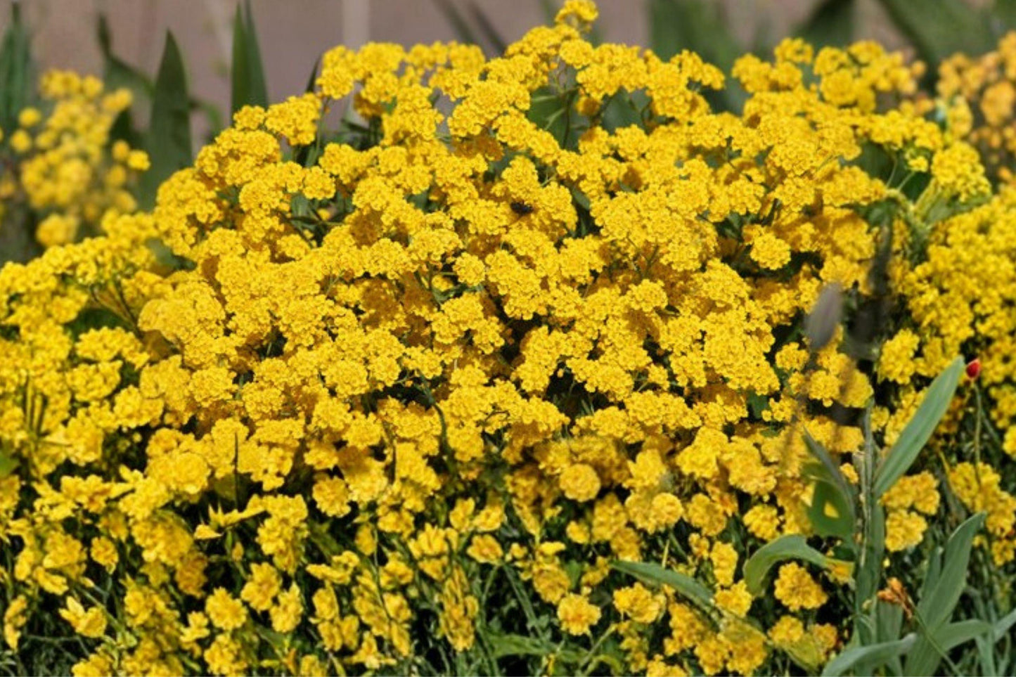 100 Basket of Gold Seeds – Alyssum saxatile – Yellow Rock Garden Flower – Hardy Perennial