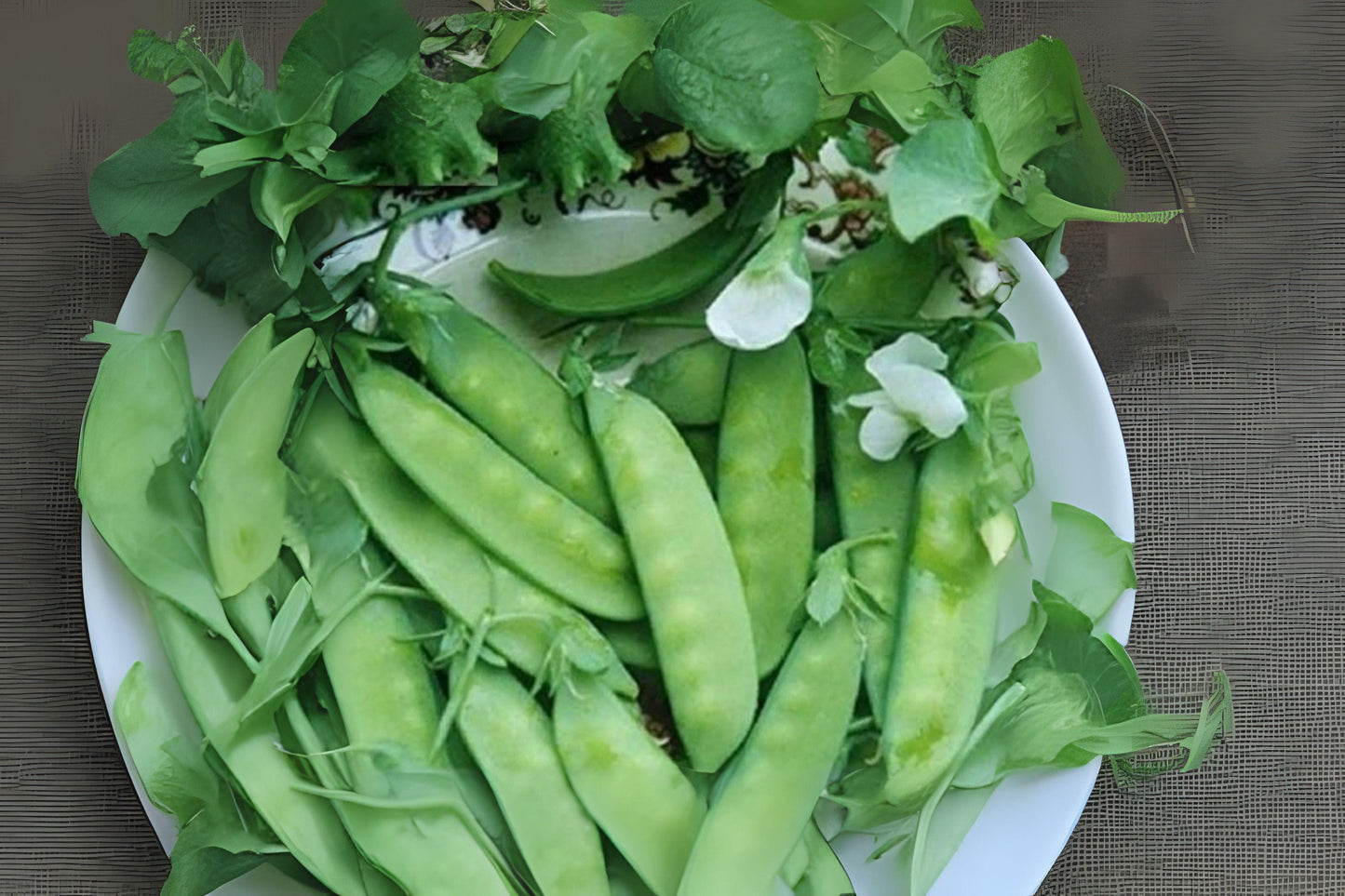 Dwarf Grey Sugar Snow Pea Seeds: Compact Heirloom Variety